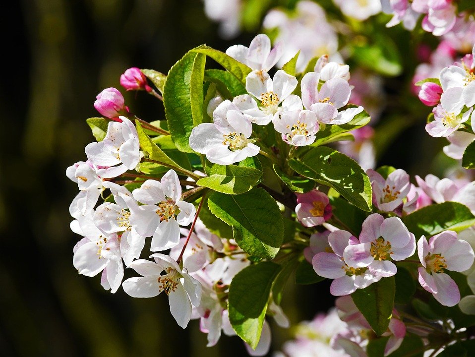 Las flores su lenguaje y significado III